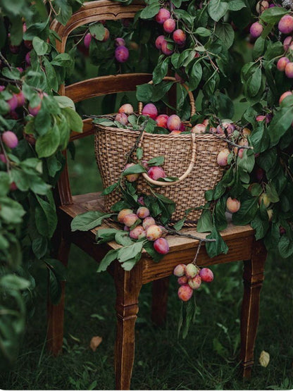 7OZ ORCHARD PLUM